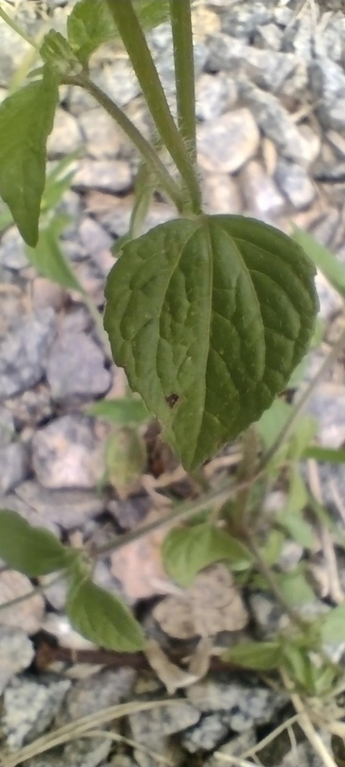 Galinsoga parviflora