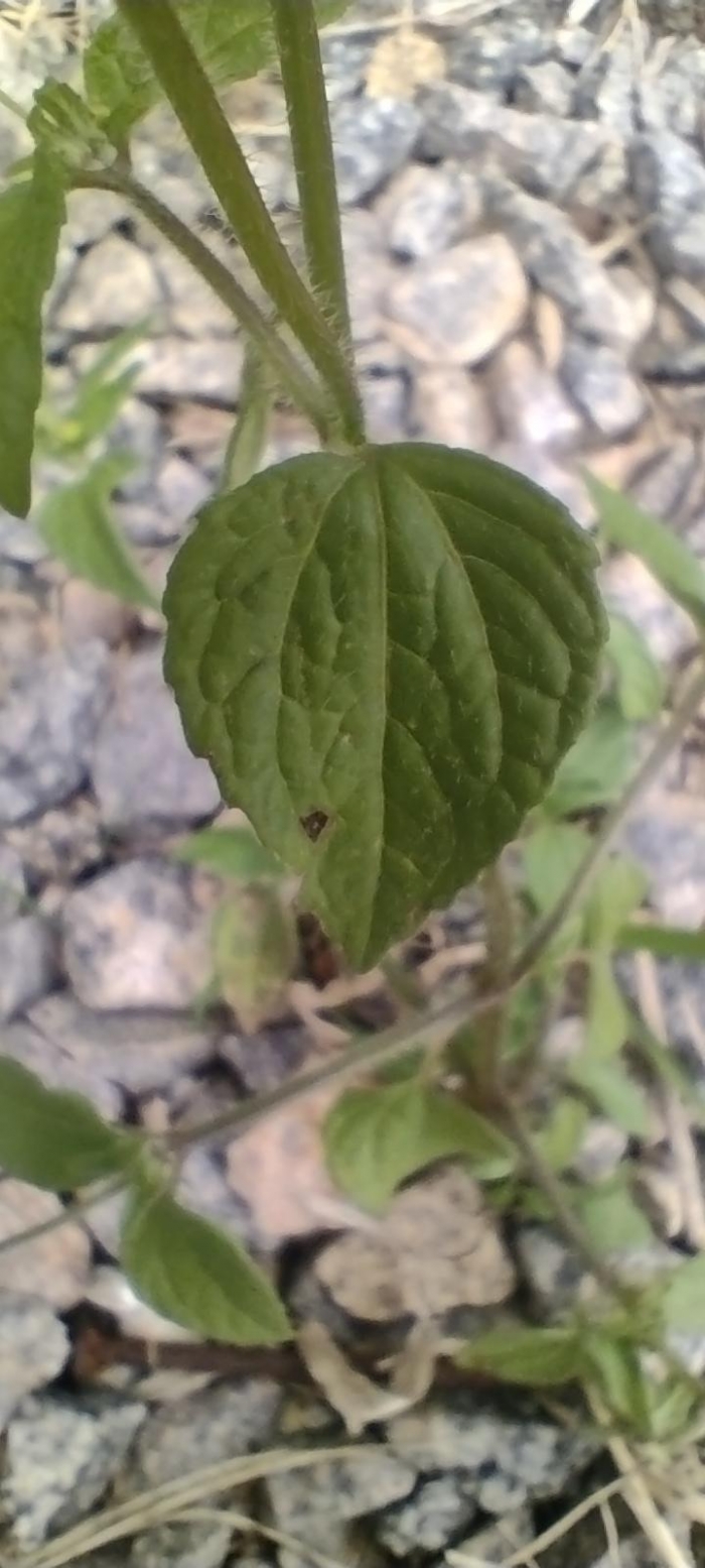 Galinsoga parviflora