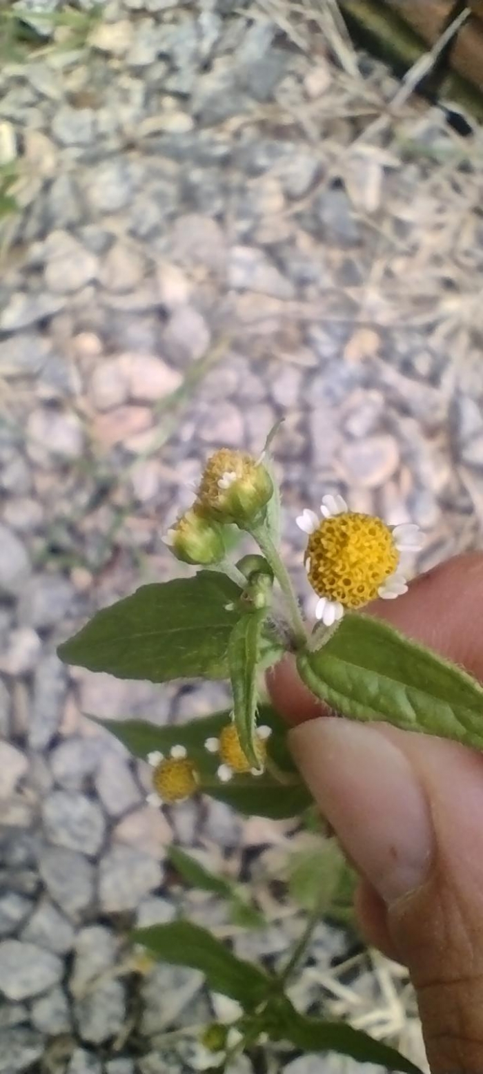 Galinsoga parviflora