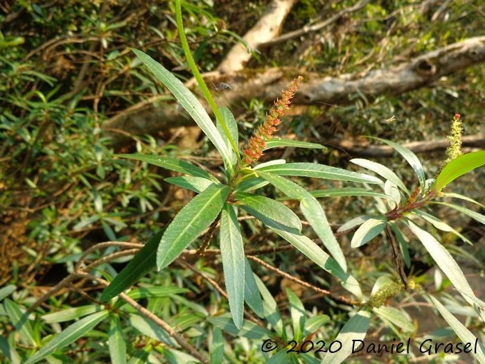 Colliguaja brasiliensis