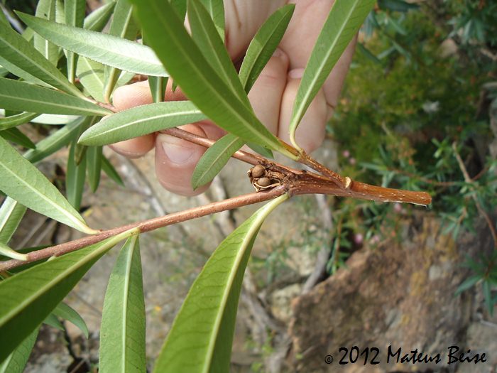 Colliguaja brasiliensis