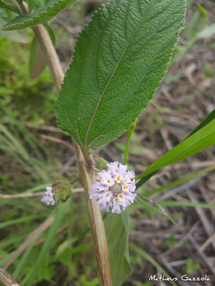 Lippia alba