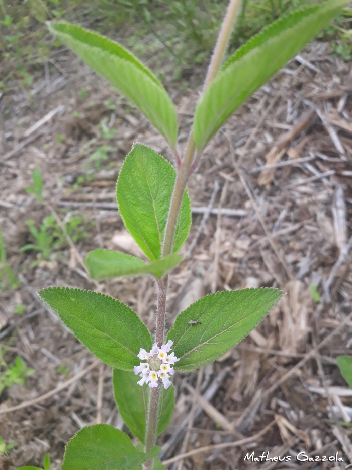 Lippia alba