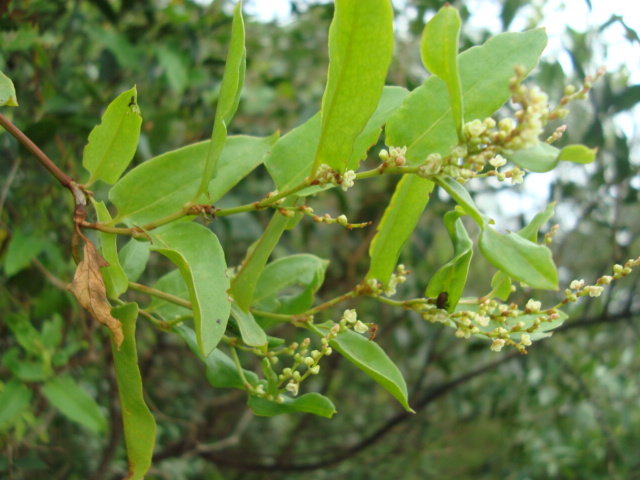 Muehlenbeckia sagittifolia