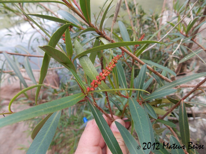 Colliguaja brasiliensis