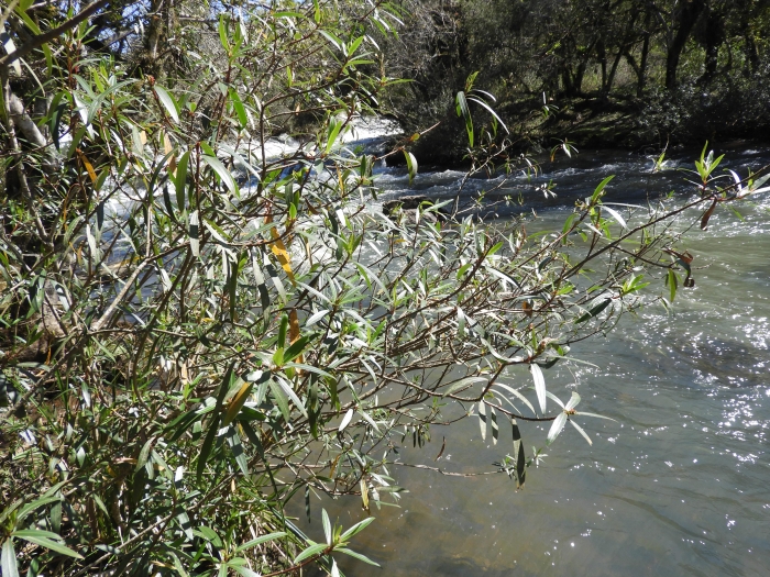 Colliguaja brasiliensis