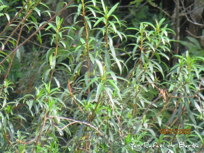 Colliguaja brasiliensis