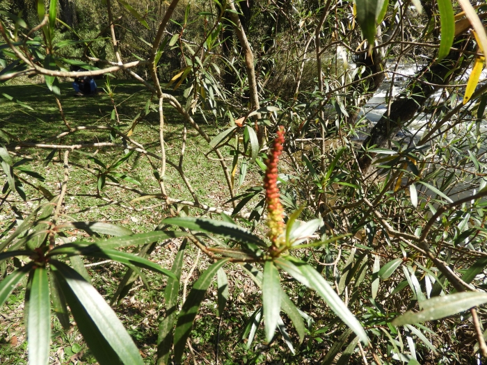 Colliguaja brasiliensis