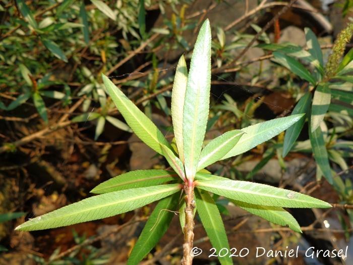 Colliguaja brasiliensis