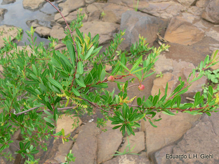 Sebastiania schottiana