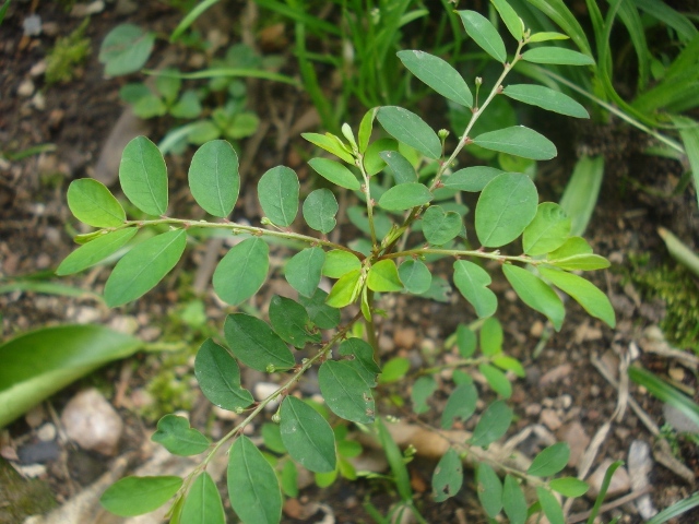 Phyllanthus tenellus