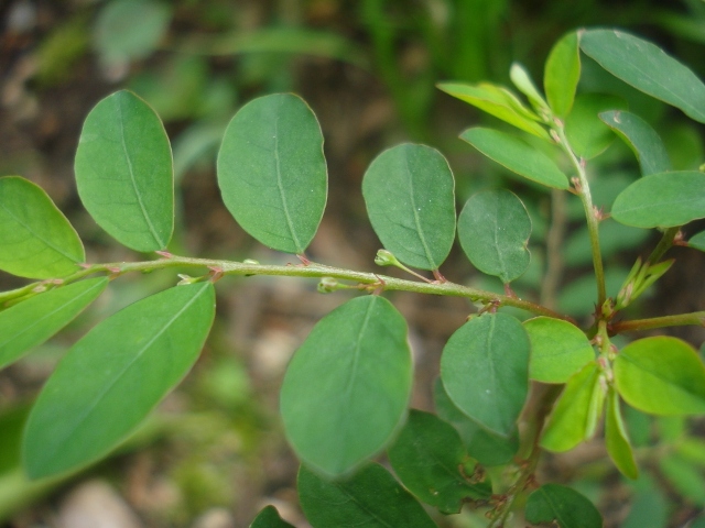 Phyllanthus tenellus