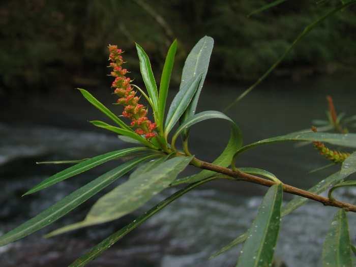 Colliguaja brasiliensis