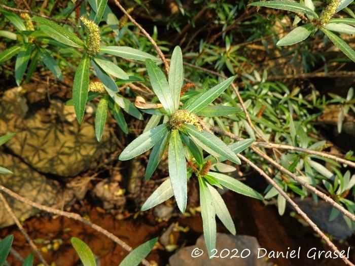 Colliguaja brasiliensis