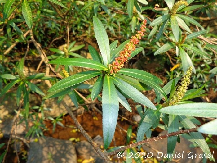 Colliguaja brasiliensis