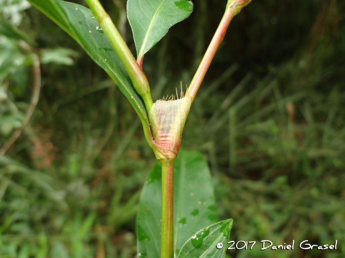 Polygonum punctatum