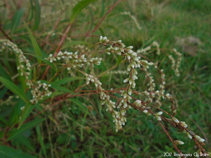 Polygonum punctatum