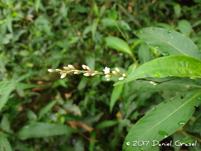 Polygonum punctatum