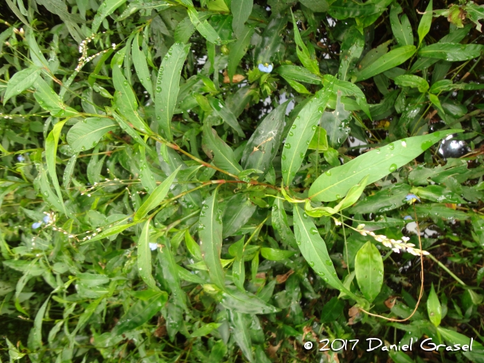 Polygonum punctatum