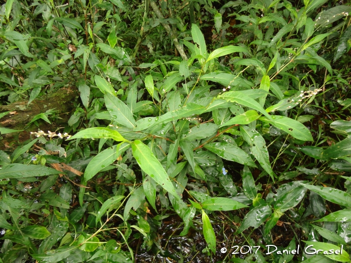 Polygonum punctatum