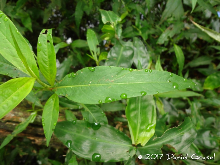 Polygonum punctatum