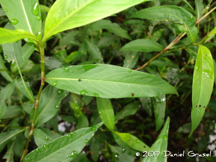 Polygonum punctatum