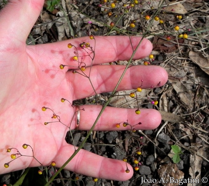 Talinum paniculatum