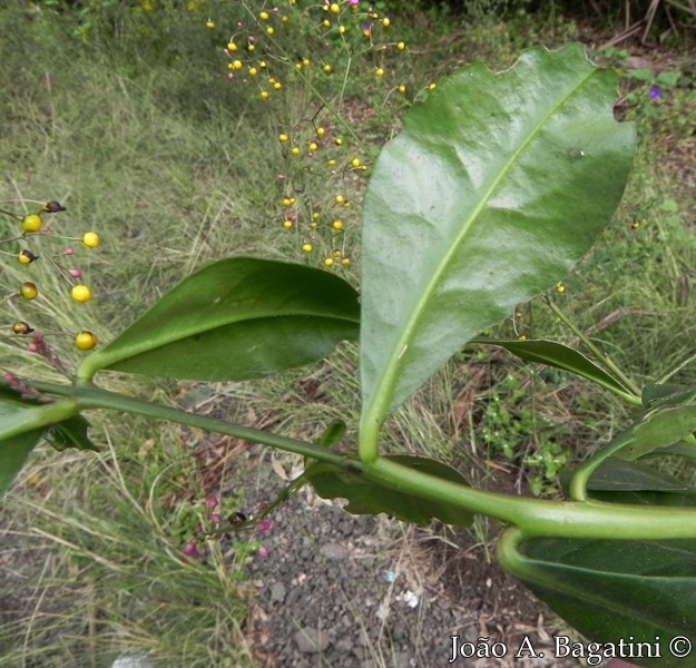 Talinum paniculatum