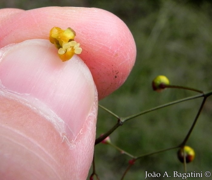 Talinum paniculatum