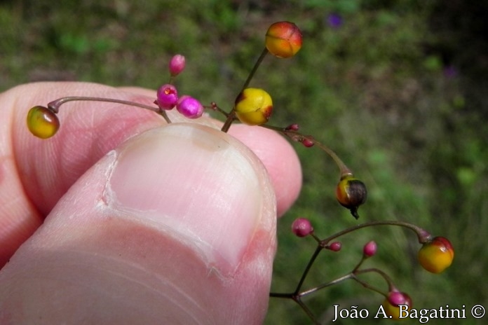 Talinum paniculatum