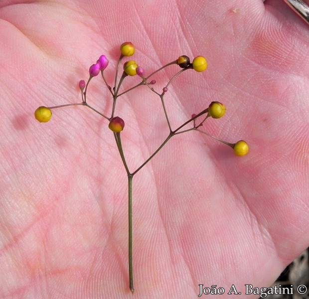 Talinum paniculatum