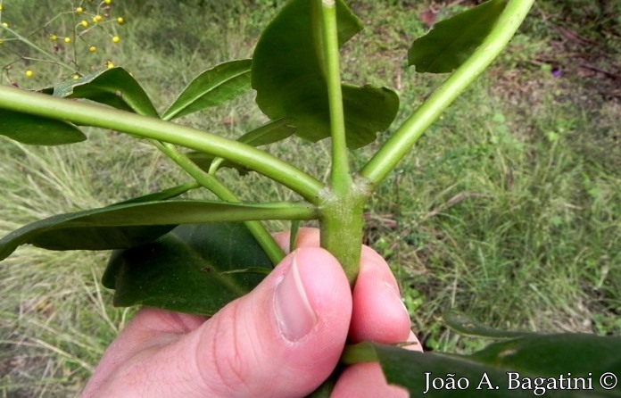 Talinum paniculatum