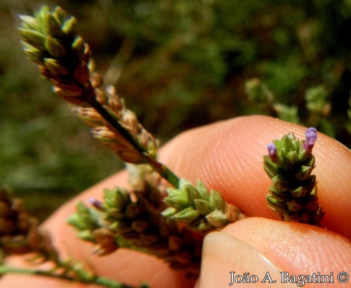 Verbena litoralis