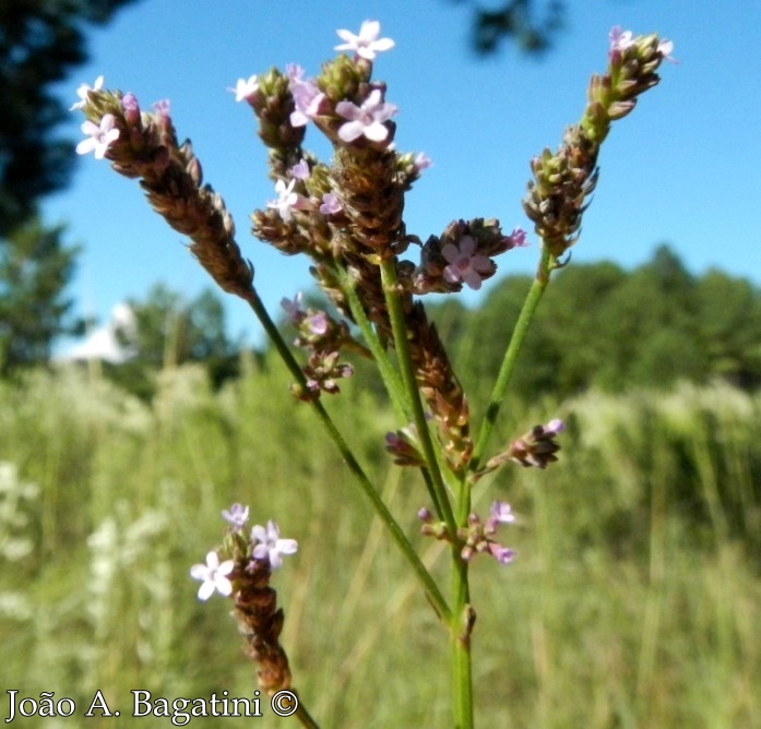 Verbena litoralis