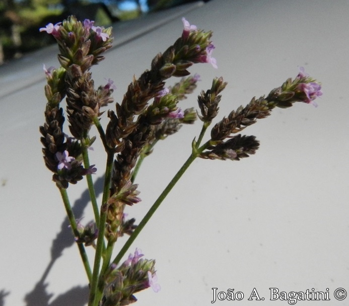 Verbena litoralis