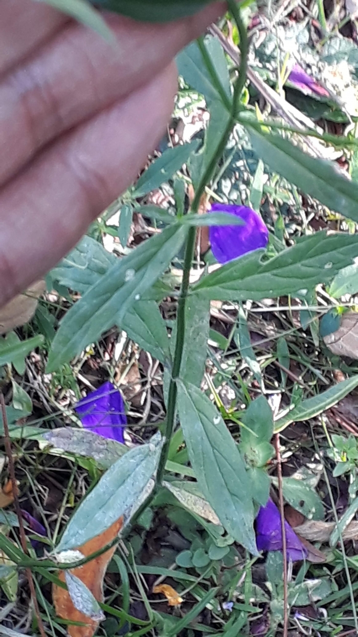 Verbena litoralis