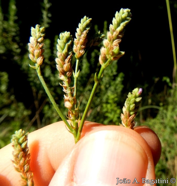 Verbena litoralis