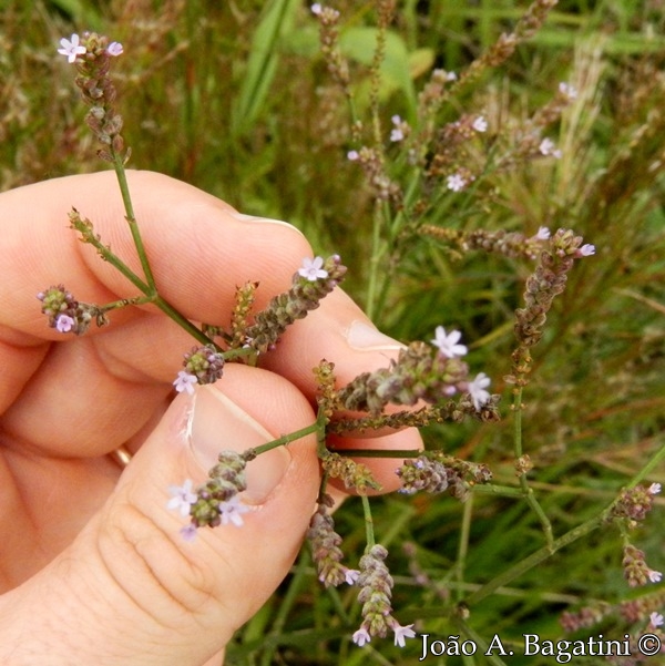 Verbena litoralis