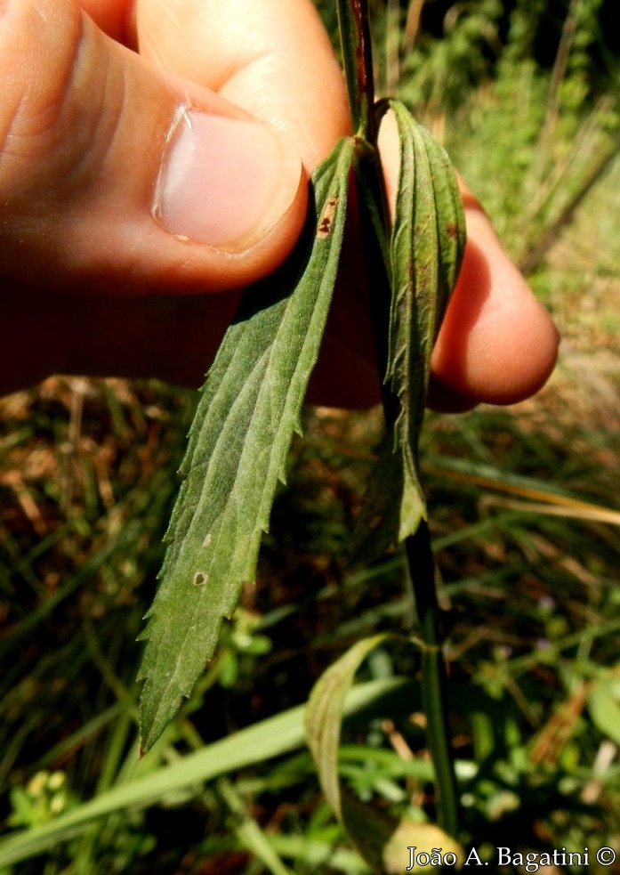 Verbena litoralis