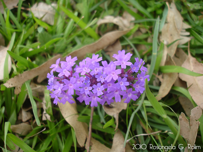 Verbena rigida