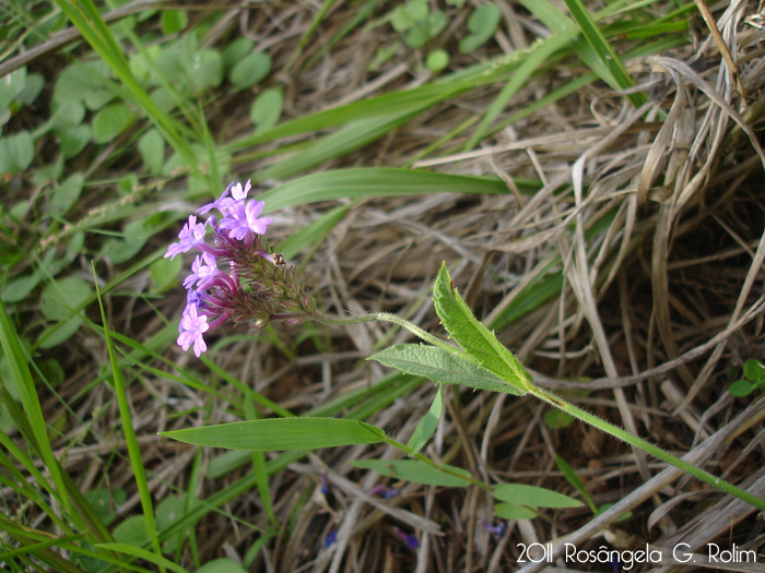 Verbena rigida