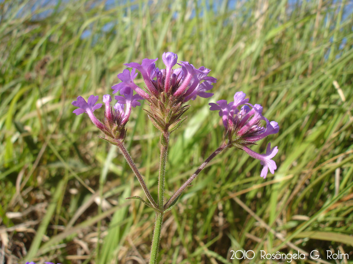 Verbena rigida