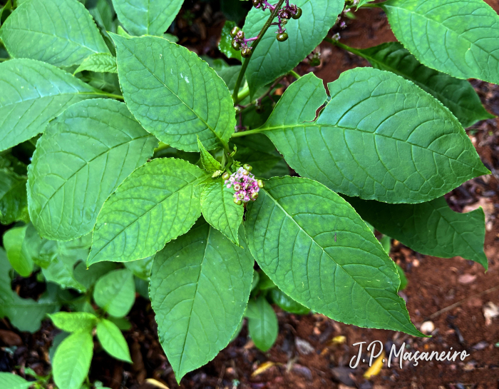 Phytolacca thyrsiflora