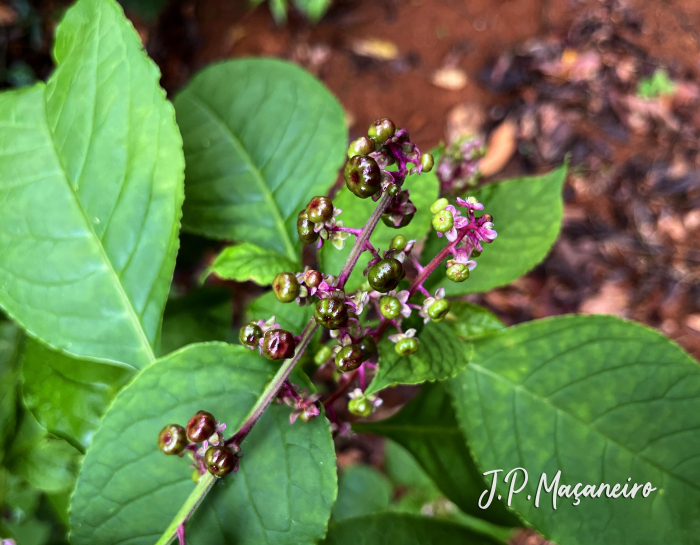Phytolacca thyrsiflora