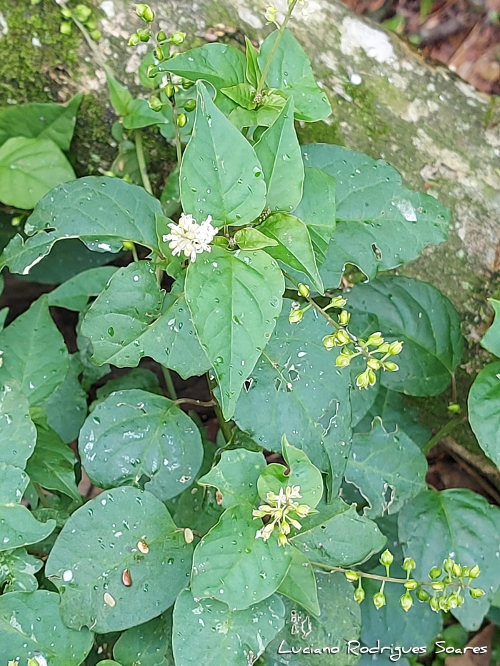 Rivina humilis