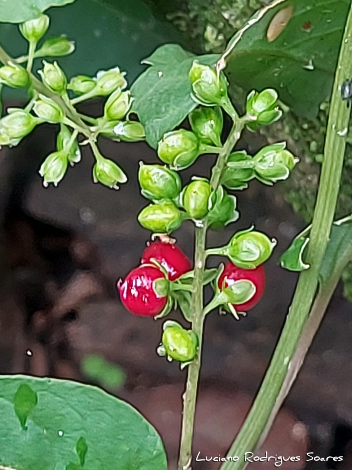 Rivina humilis