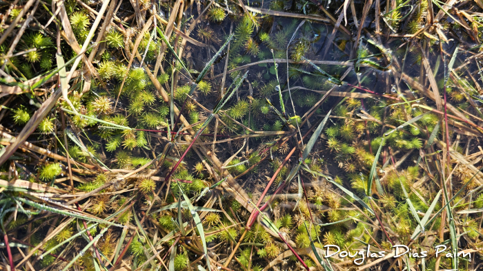 Mayaca fluviatilis