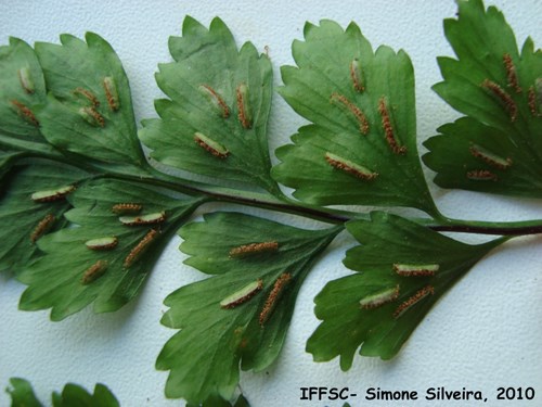 Asplenium pseudonitidum