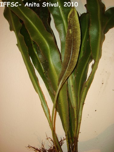 Elaphoglossum glaziovii
