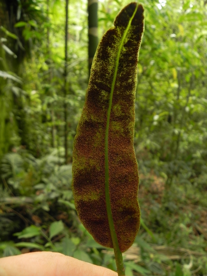 Elaphoglossum glaziovii